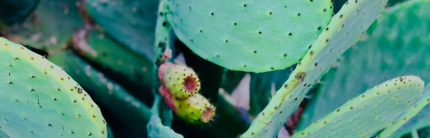 A closeup on cacti.