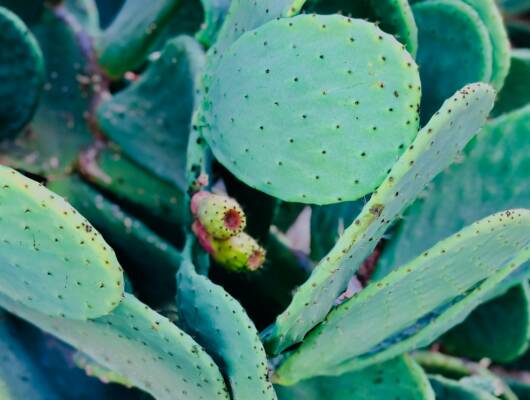 A closeup on cacti.