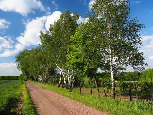 Kuvituskuva, maisema